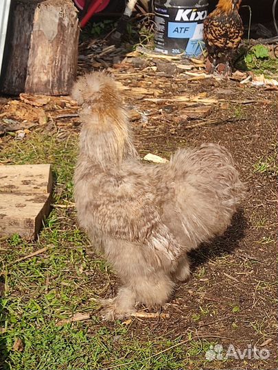 Китайские шелковые