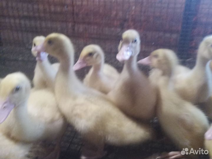 Индоутята белые 1 месяц 15 шт