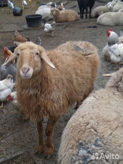 Баран и четыре овцы