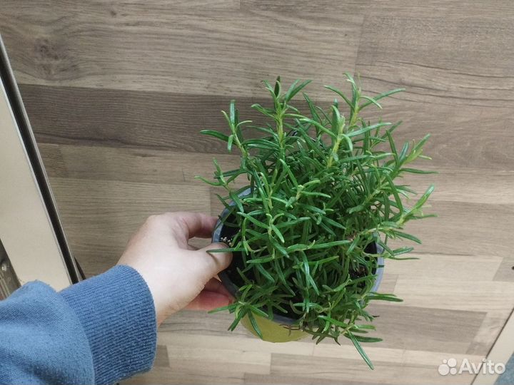 Розмарин в горшке