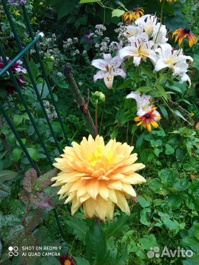 Цветы многолетники