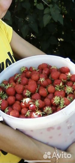 Рассада клубники