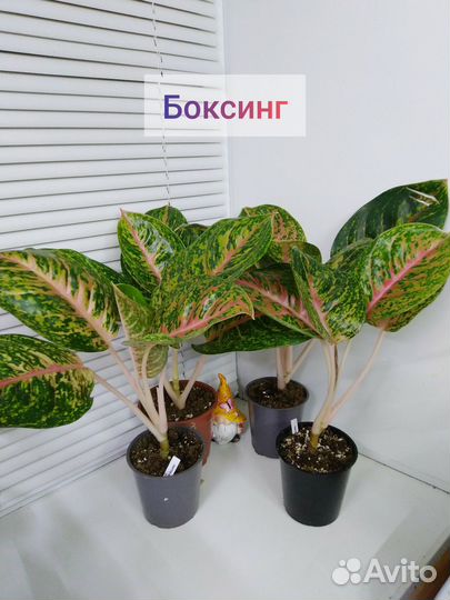 Аглаонема Боксинг, Баттерфляй