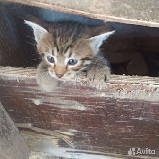 Отдам в добрые руки маленьких котят