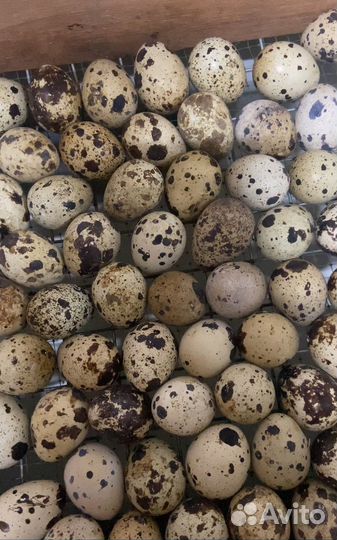 Перепела суточные,яйцо переперелка