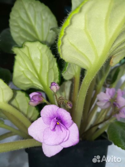 Цветущие фиалки, сенполия фиалкоцветная