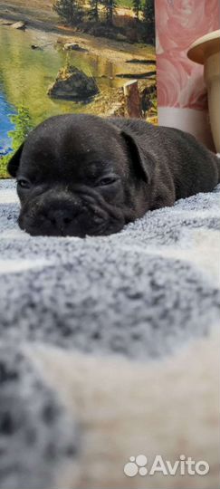 Французский бульдог