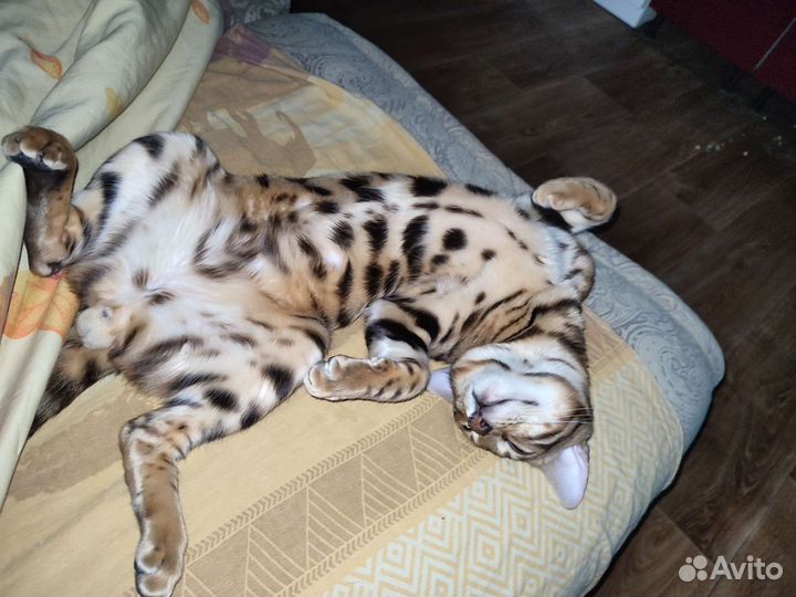 Бенгальский кот на вязку