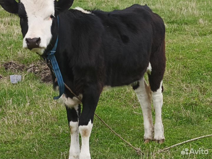 Продам тёлку. 1 год. 45 т. Возможен торг