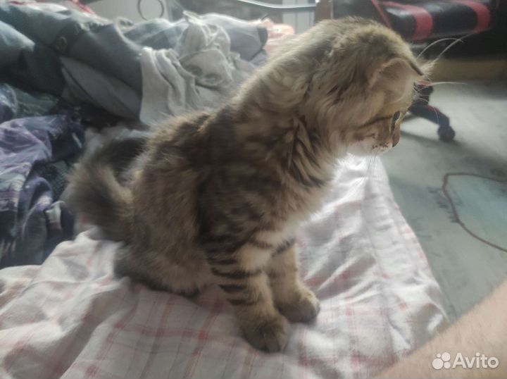 Котëнок в добрые руки