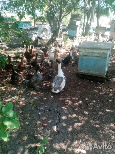 Утки, Гуси, Голуби,Куры