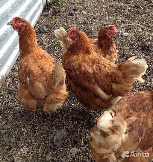 Курочки несушки