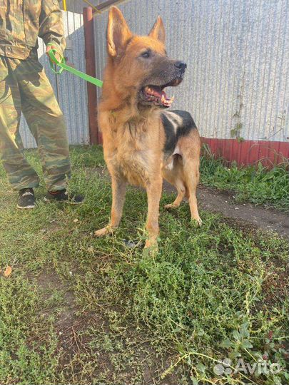 Собака ищет дом