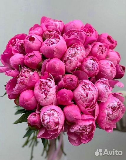 Пионы Букет пионов
