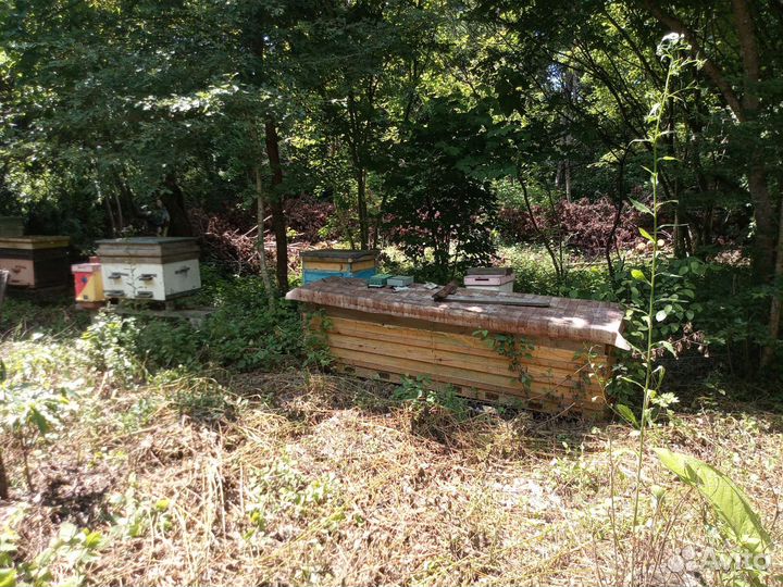 Улей пасека пчелы