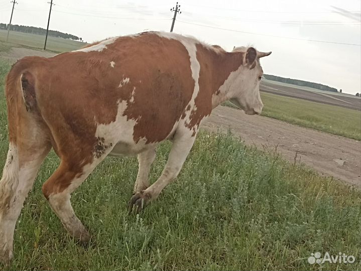 Коровы тёлки телята