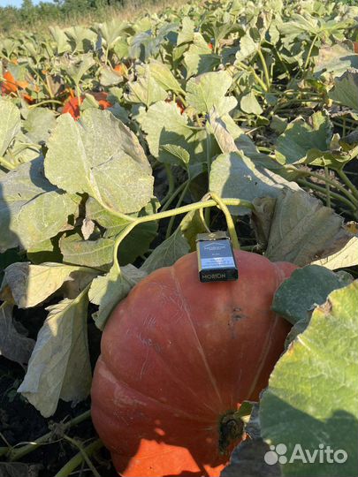 Тыква Баронесса