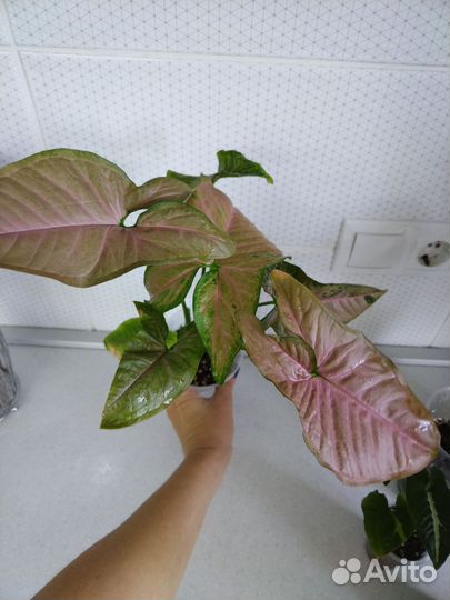 Набор сингониумов для начинающих любителей сингов