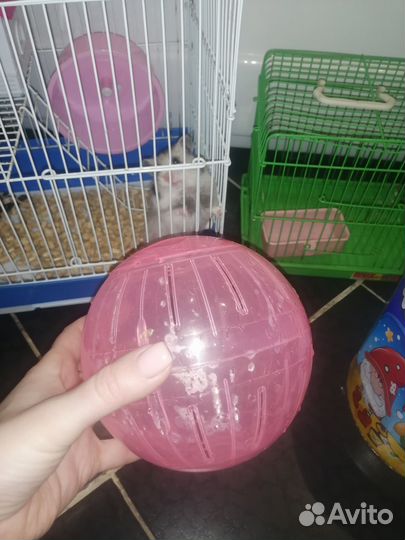 Продам сирийского хомячка с большим приданным