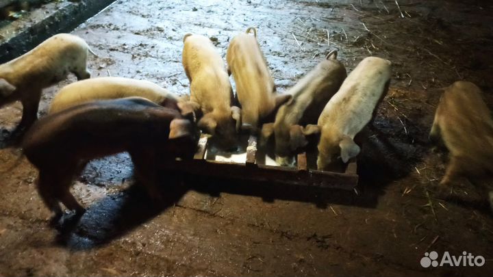 Ландрас-дюрок(помесь)