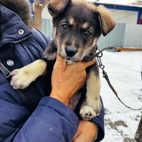 Щенок ищет дом