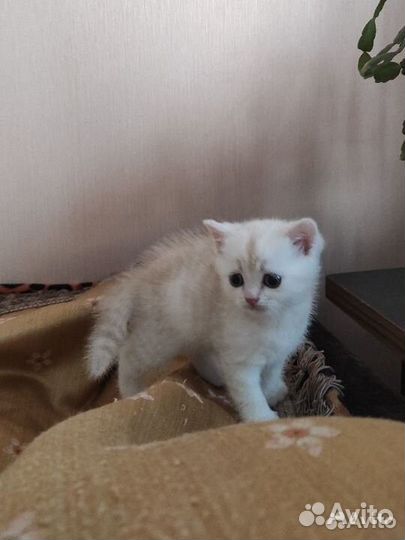 Котята шотландцы
