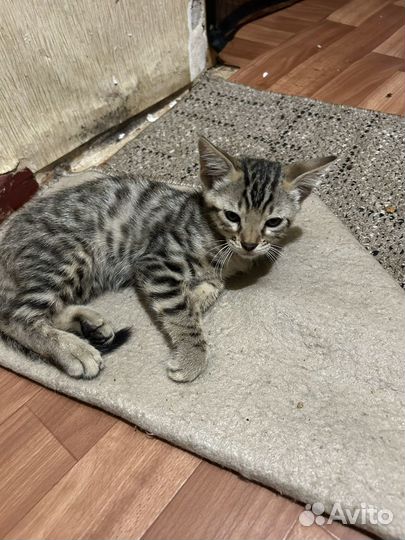 Бенгальские котята