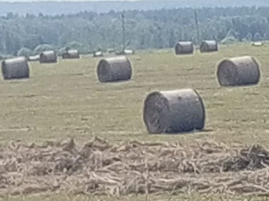 Продам сено в рулонах с доставкой