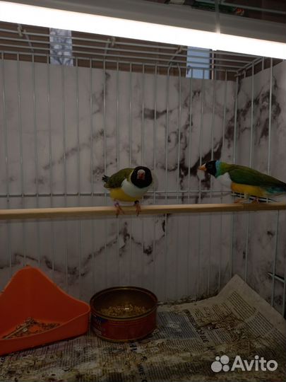 Амадины гульда