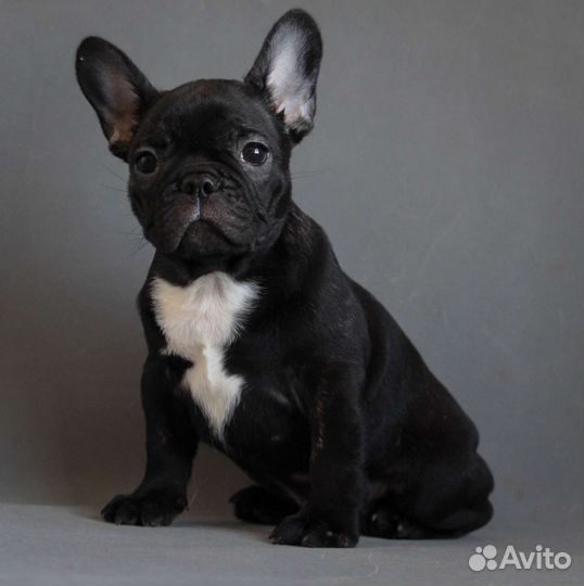 Французский бульдог щенки РКФ
