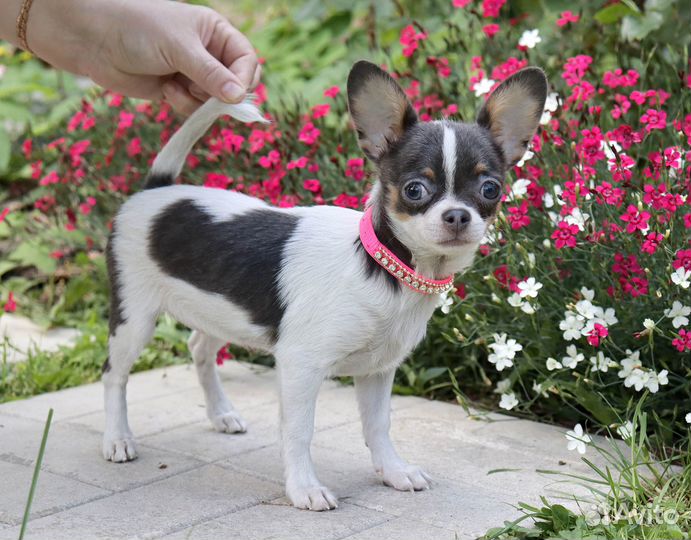 Голубая Девочка чихуа 5 мес.с доставкой и видео