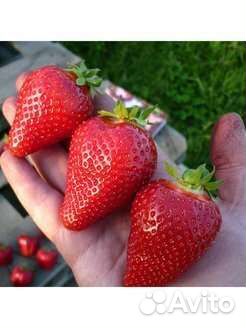 Саженцы клубники ремонтантной Мурано