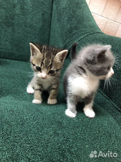 Котятки в добрые руки