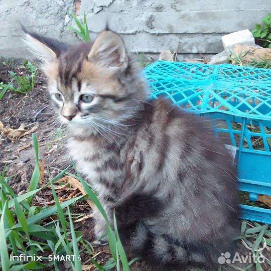 Котята мейн-кун