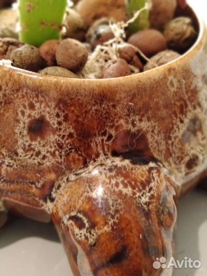 Кактусница черепашка