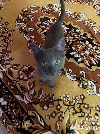 Счастливое чудо