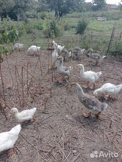 Утки,куры,гуси