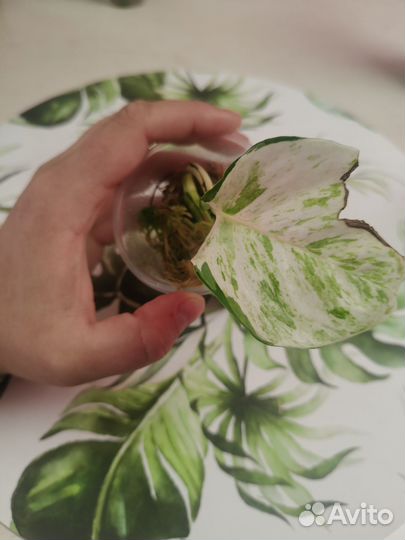 Эпипремнум marble apple