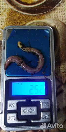 Червячка дендробена