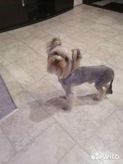 Йоркширский терьер мини беби фейс