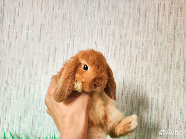 Карликовый кролик - супер мини, ручной, добрый