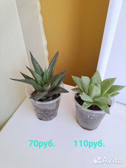 Суккуленты