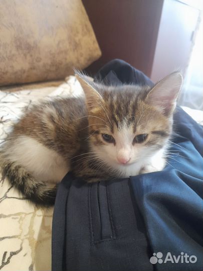 Кошки