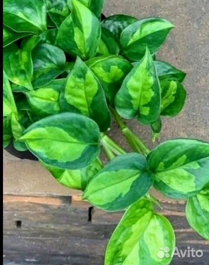 Эпипремнум (сциндапсус) Глобал Грин