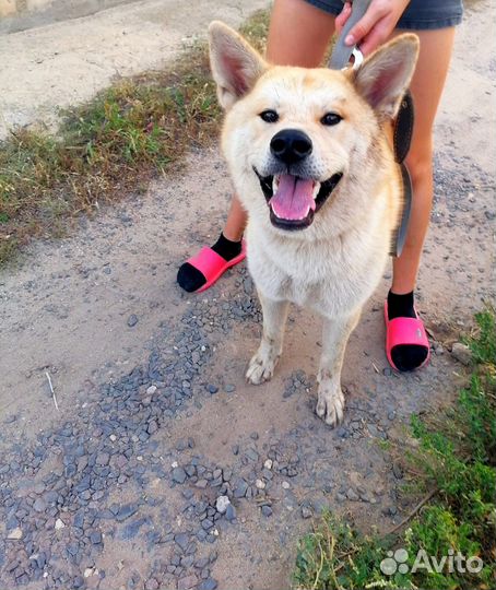 Собака в добрые руки