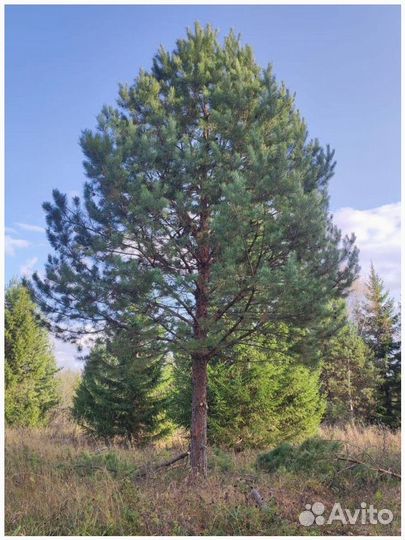 Сосна обыкновенная