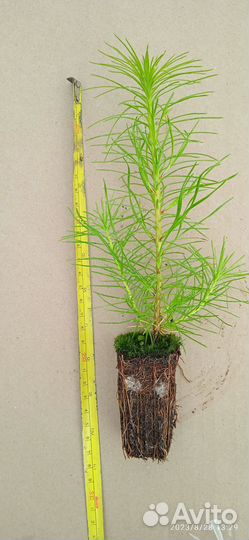 Сеянцы сосны обыкновенной зкс