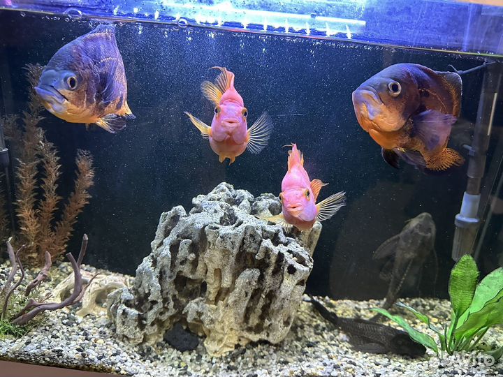 Крупные рыбы цихлиды