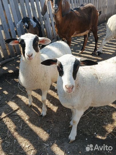 Ягнята дорпер, нубийские козлята