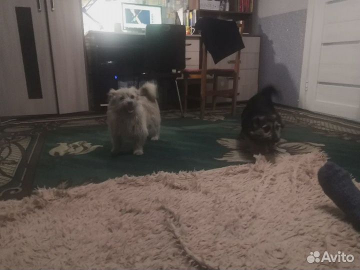 Продам щенком бесплатно
